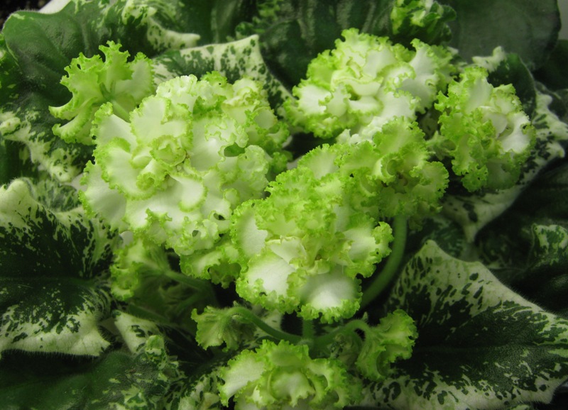 Кузина ЯН-Каприз.JPG