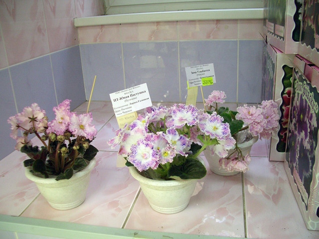 розетки.JPG