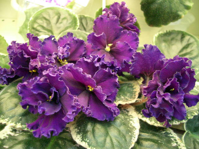 Ma's Purple Poodle.JPG