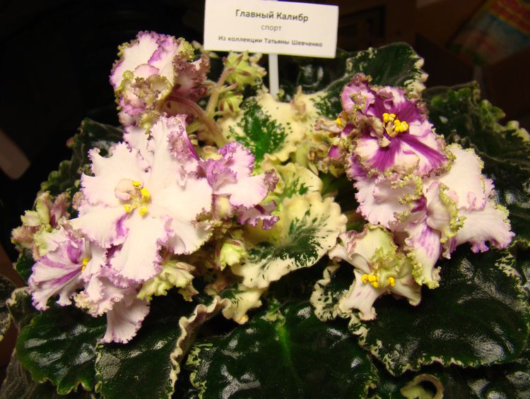 DSC00180.JPG