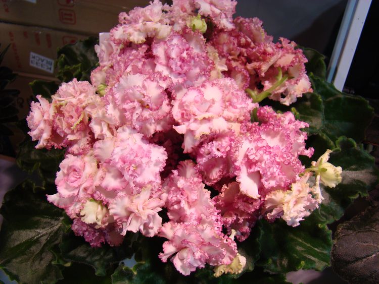 DSC00185.JPG