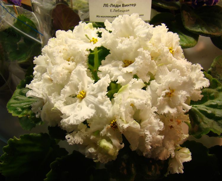 DSC00189.JPG