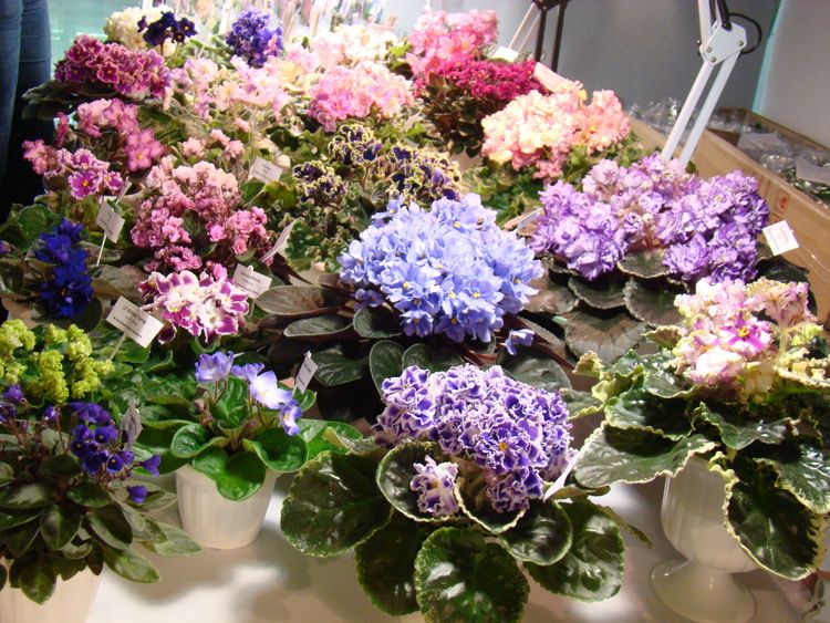 DSC00195.JPG