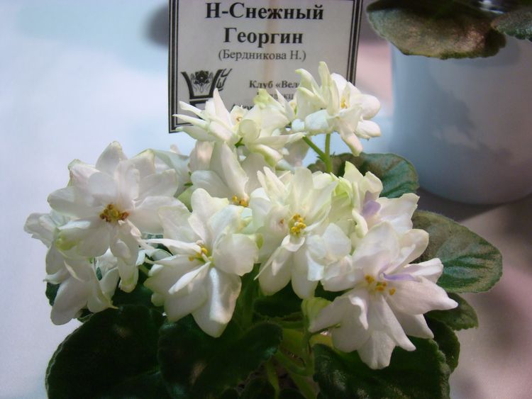 DSC00224.JPG