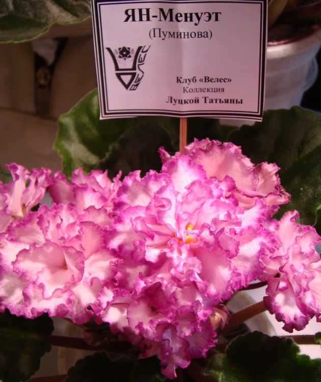 DSC00228.JPG