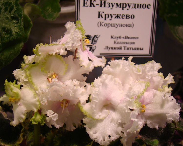 DSC00231.JPG