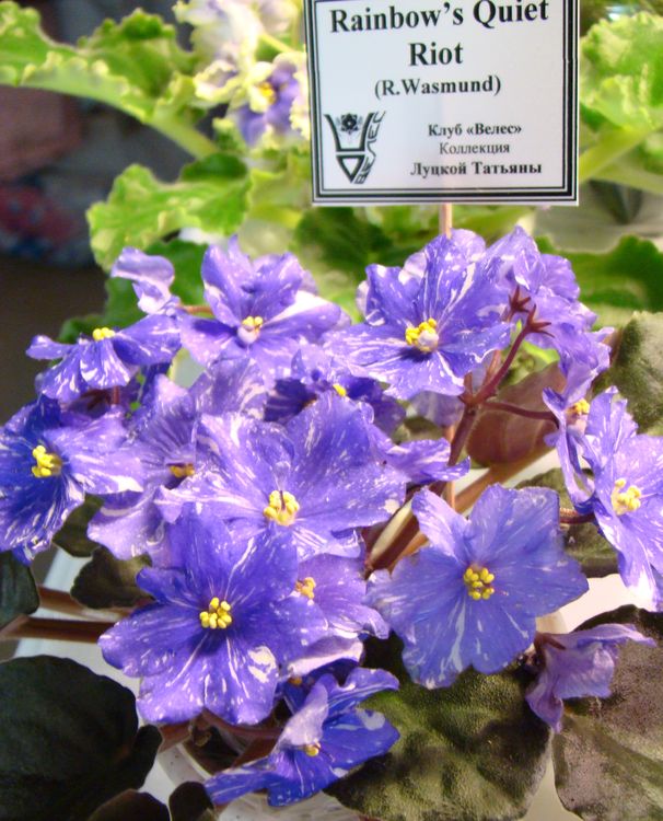 DSC00232.JPG