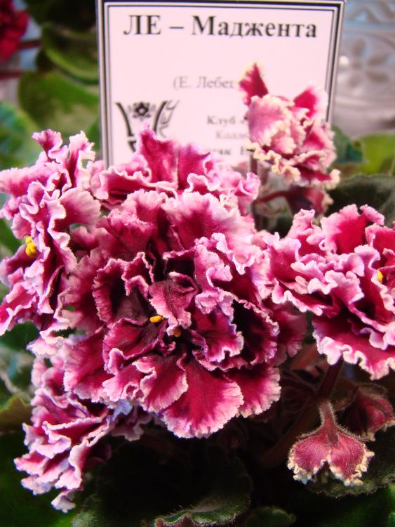 DSC00241.JPG