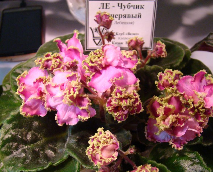 DSC00242.JPG