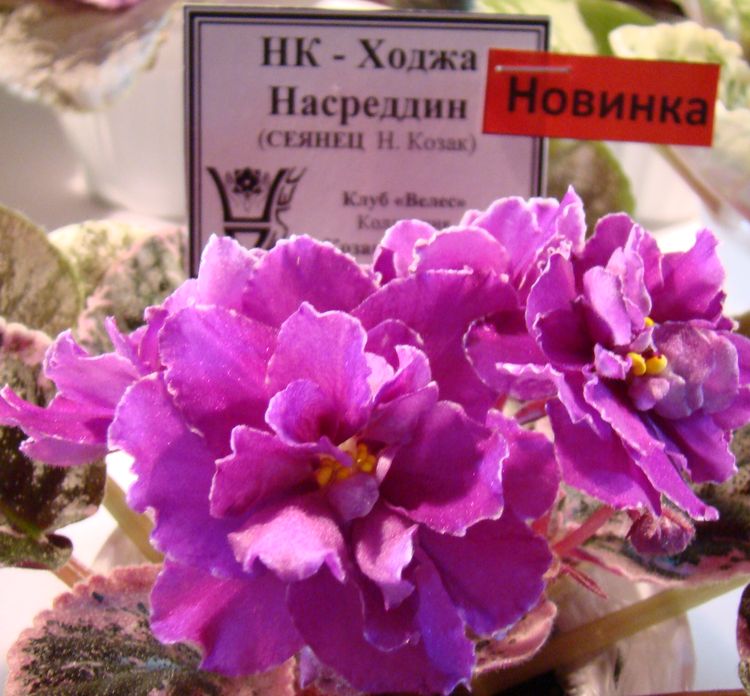 DSC00244.JPG