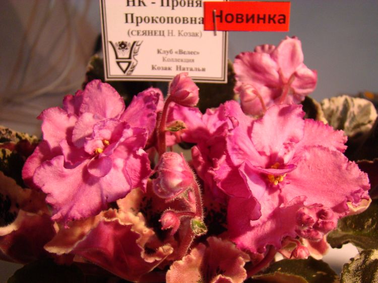 DSC00245.JPG