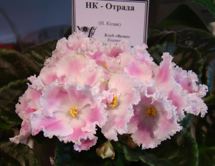 DSC00286.JPG
