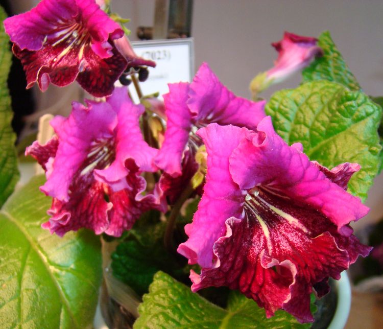 DSC00289.JPG
