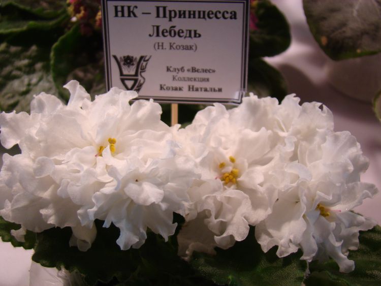 DSC00292.JPG
