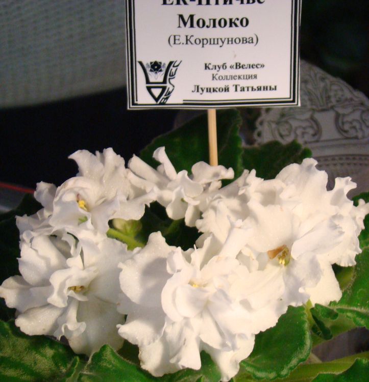 DSC00299.JPG