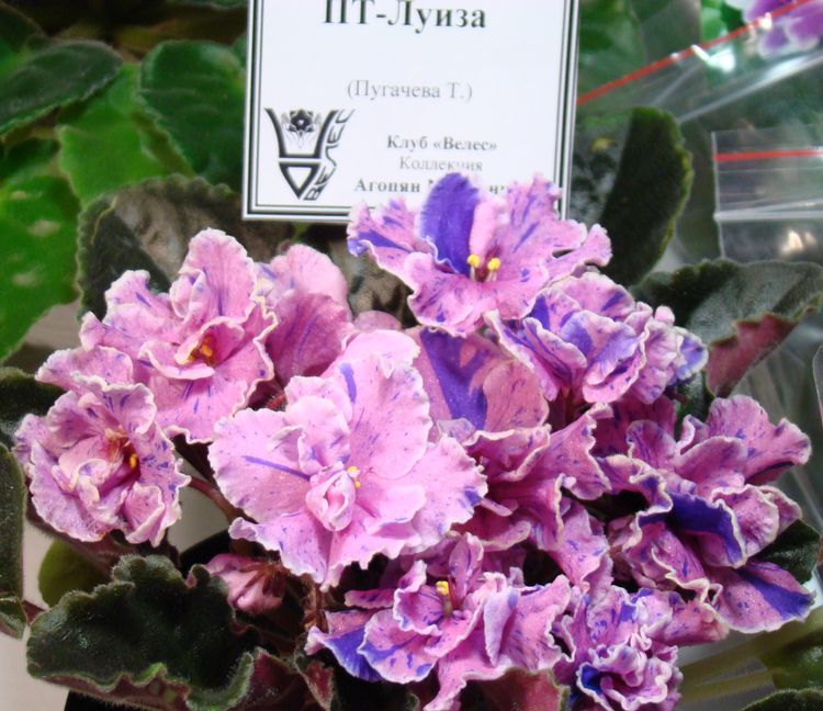 DSC00301.JPG