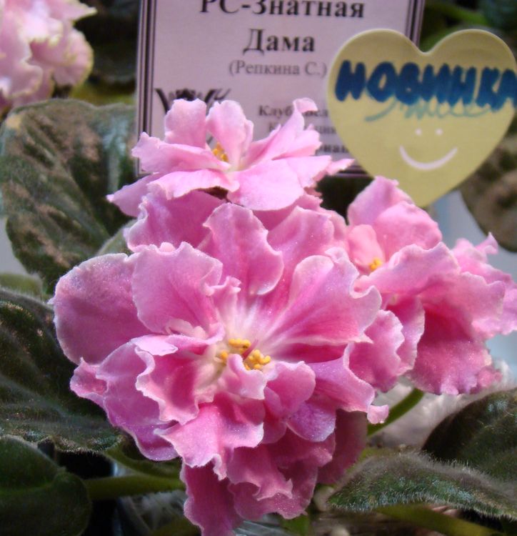 DSC00304.JPG