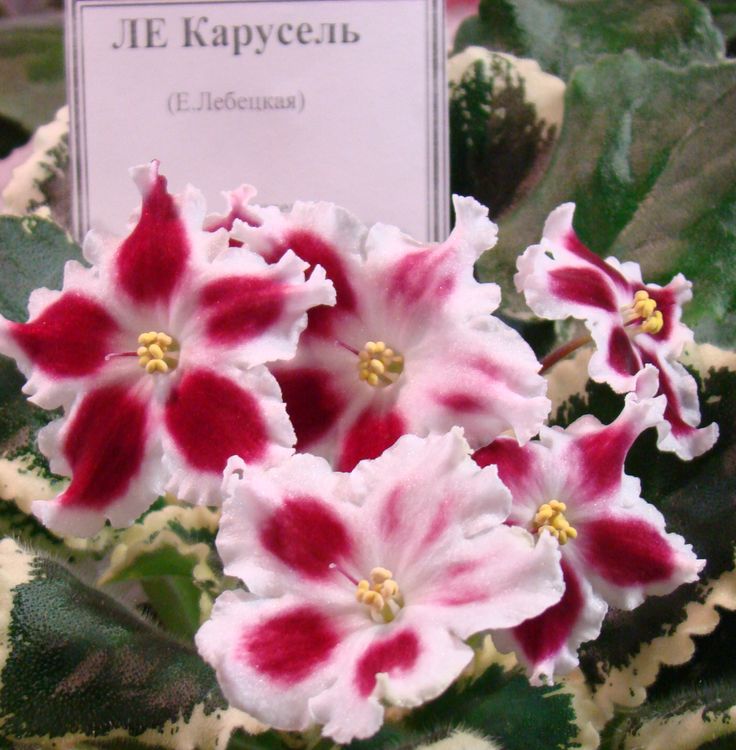 DSC00310.JPG