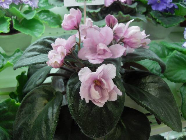 Pink Tulip