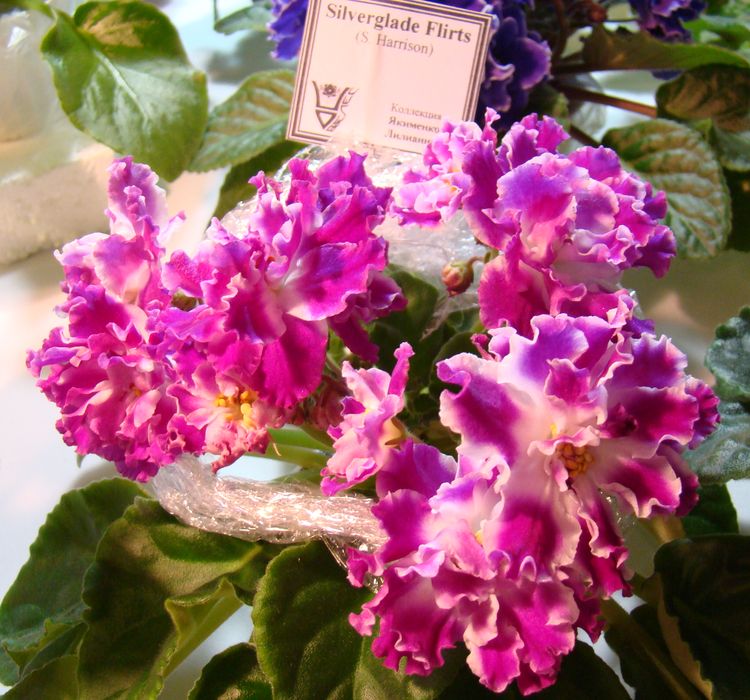 DSC00326.JPG