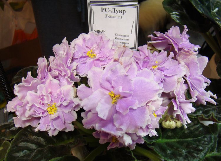 DSC00330.JPG