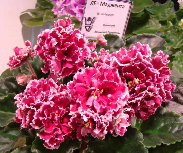 DSC00332.JPG