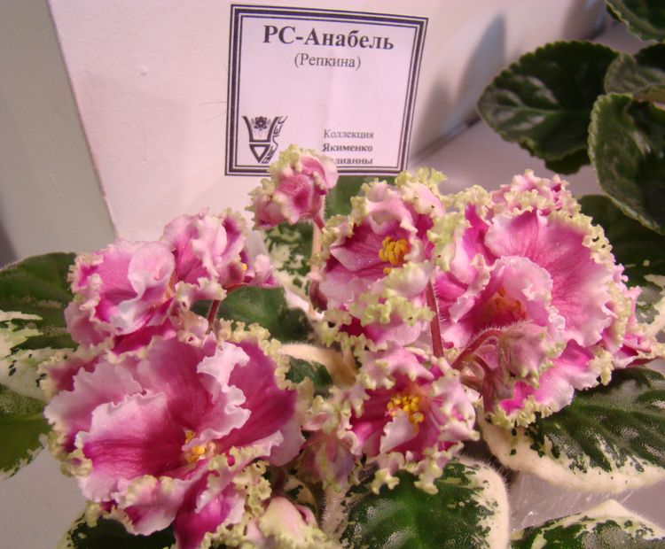 DSC00333.JPG