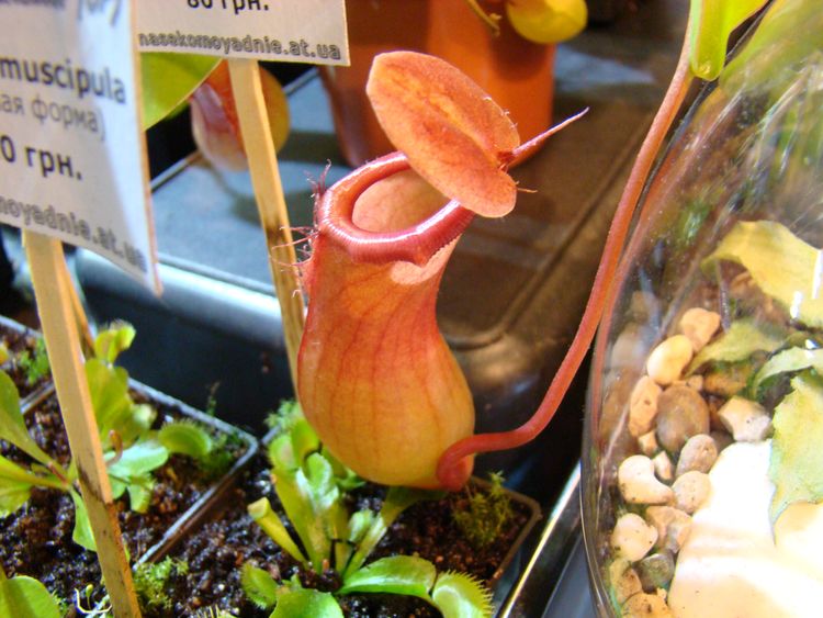 DSC00346.JPG