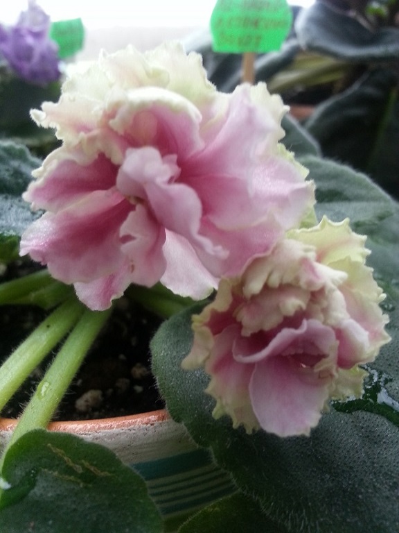 20150414_135518.jpg