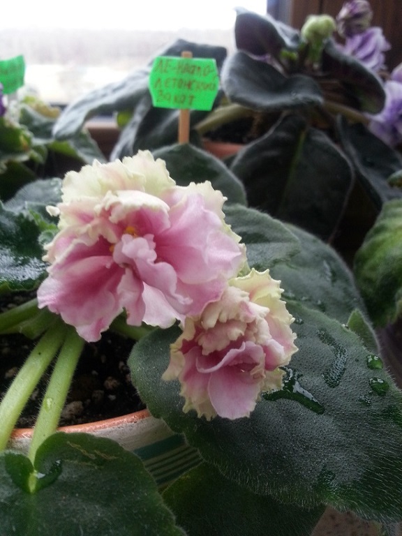 20150414_135541.jpg