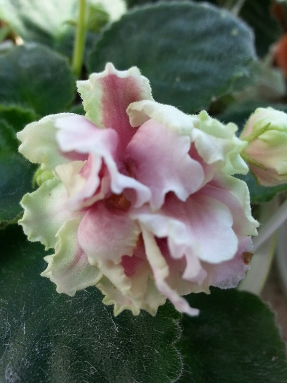 20160315_113957.jpg