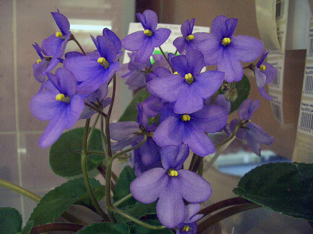 CIMG0106.JPG