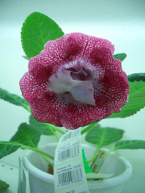 CIMG0113.JPG