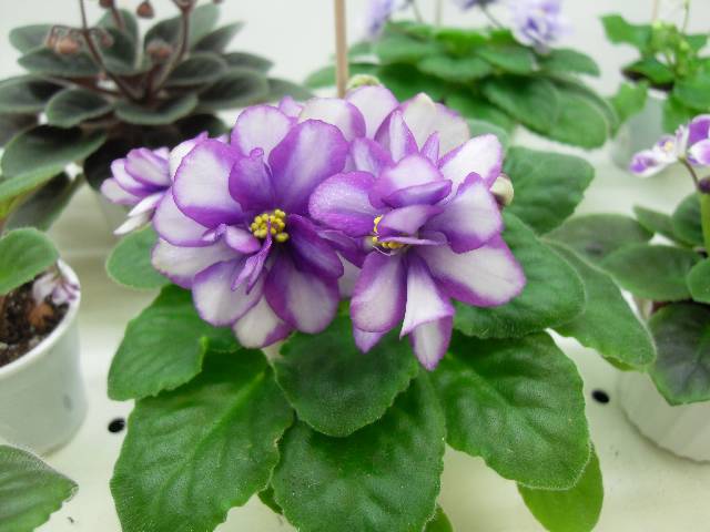 Orchrd's Purple Haze колл. Милехина Ию