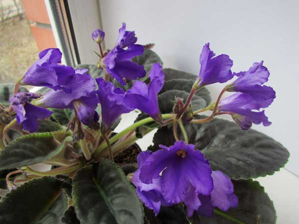 Senk’s Big Bells