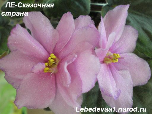 ЛЕ-Сказочная страна 20-20 текст.JPG