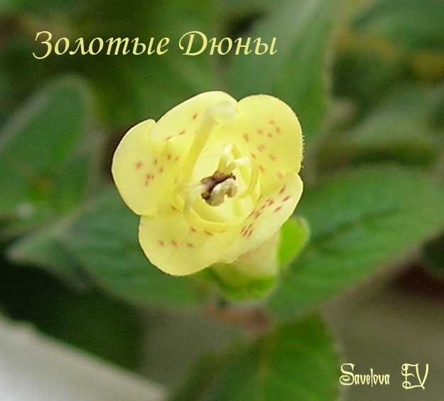 Золотые_Дюны.jpg