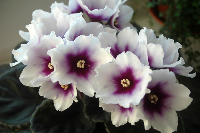 Optimara-myDream.jpg