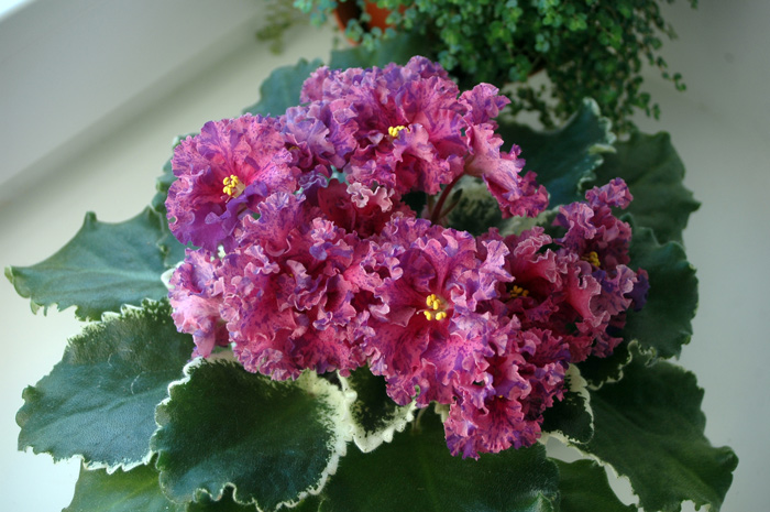 ЛЕ-Астрея.jpg