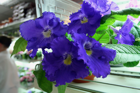 Потрясающе красивый Azure Giant