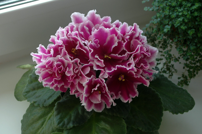 ЛЕ-Фуксиевая-Балерина.jpg