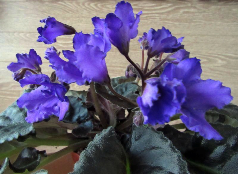 Senk` Big Bells01.JPG