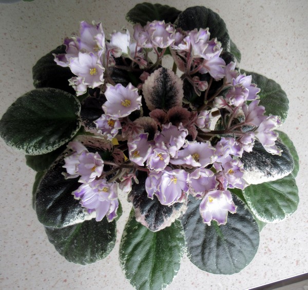 Buckeye Sorcerer