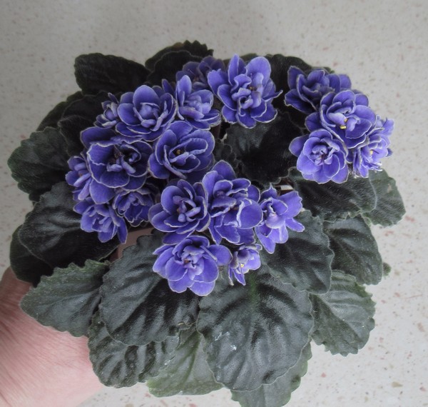 Ness Crinkle Blue