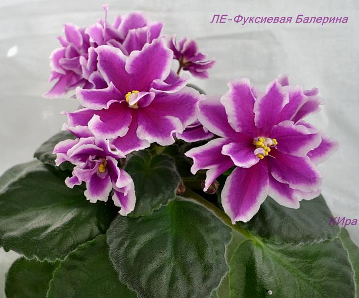 ЛЕ-Фуксиевая Балерина.JPG