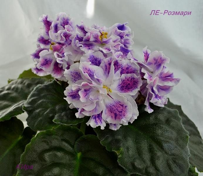 ЛЕ-Розмари.JPG