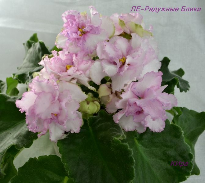 ЛЕ-Радужные Блики.JPG