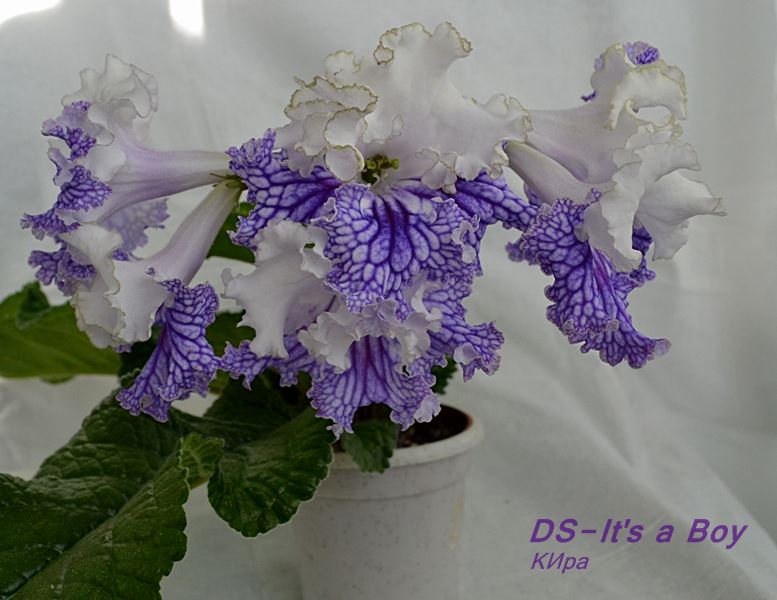 DS-It's Raining.JPG