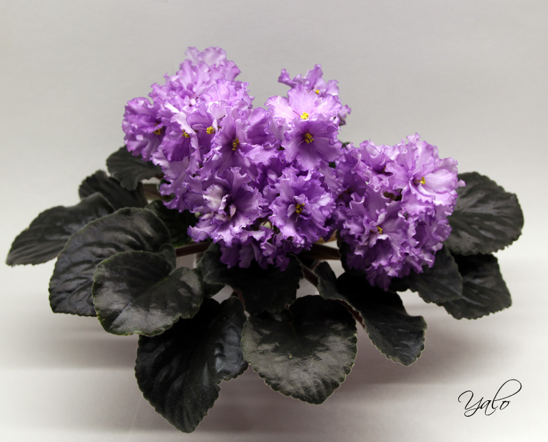 Dn-Fleur.jpg