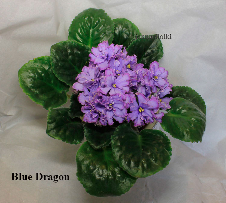 blue-dragon.jpg